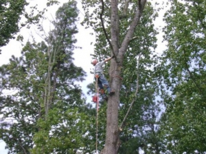 Tree Pruning in Norcross GA - Chipper Tree Service - download-12