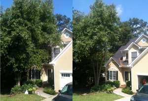 Tree Trimming in Suwanee GA - Chipper Tree Service - download-22