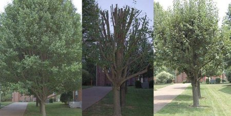 Tree Removal in Ball Ground GA - Chipper Tree Service - Bradfor_Pear_before_during_after_treetrimming