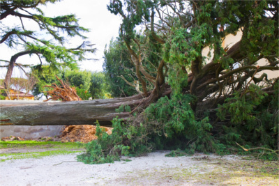 Tree Removal in Ball Ground GA - Chipper Tree Service - TreeRemoval1