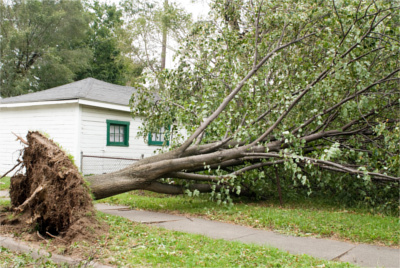 Tree Removal in Sugar Hill GA - Chipper Tree Service - TreeRemoval2