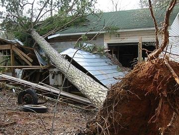 blown_over_pine_edited_treeremoval.JPG
