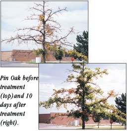 pin_oak.jpg