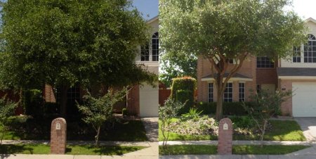 raise_canopy_before_after_treetrimming.jpg