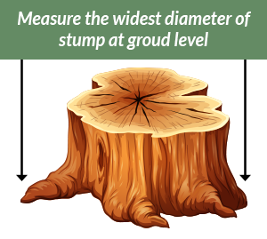 Stump Grinding in Woodstock GA - Chipper Tree Service - stump1