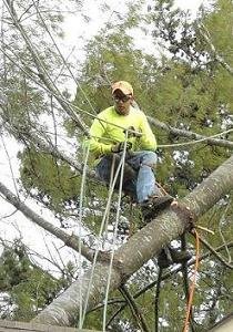 tree_removal_p3.JPG