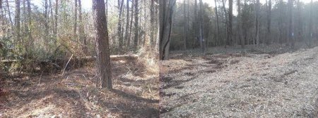 Manicured Woods & Underbrush Cleaning Cumming GA - Chipper LLC Tree Service - 3_Before___After