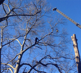 Tree Trimming Service of Chipper LLC Tree Service in Cumming,GA