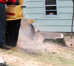 Expert tree stumping by an expert from Chipper Trees LLC in Cumming, GA