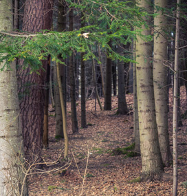 Manicured Woods & Underbrush Cleaning Cumming GA - Chipper LLC Tree Service - woods3